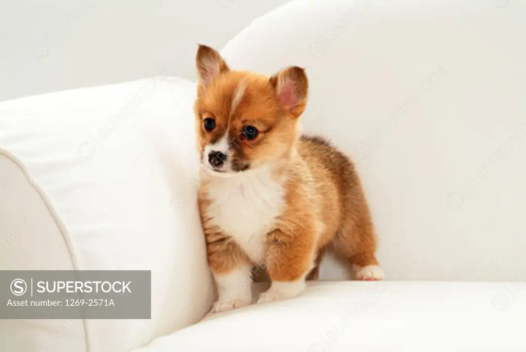 Close-up of a Pembroke Welsh Corgi puppy standing on a couch