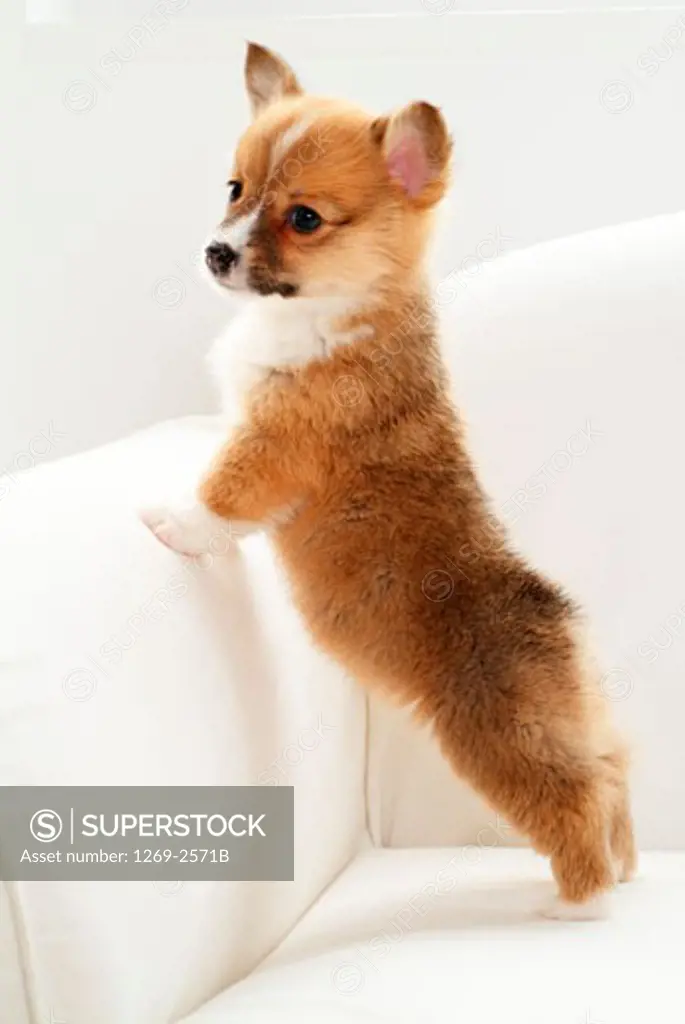 Pembroke Welsh Corgi puppy standing on a couch