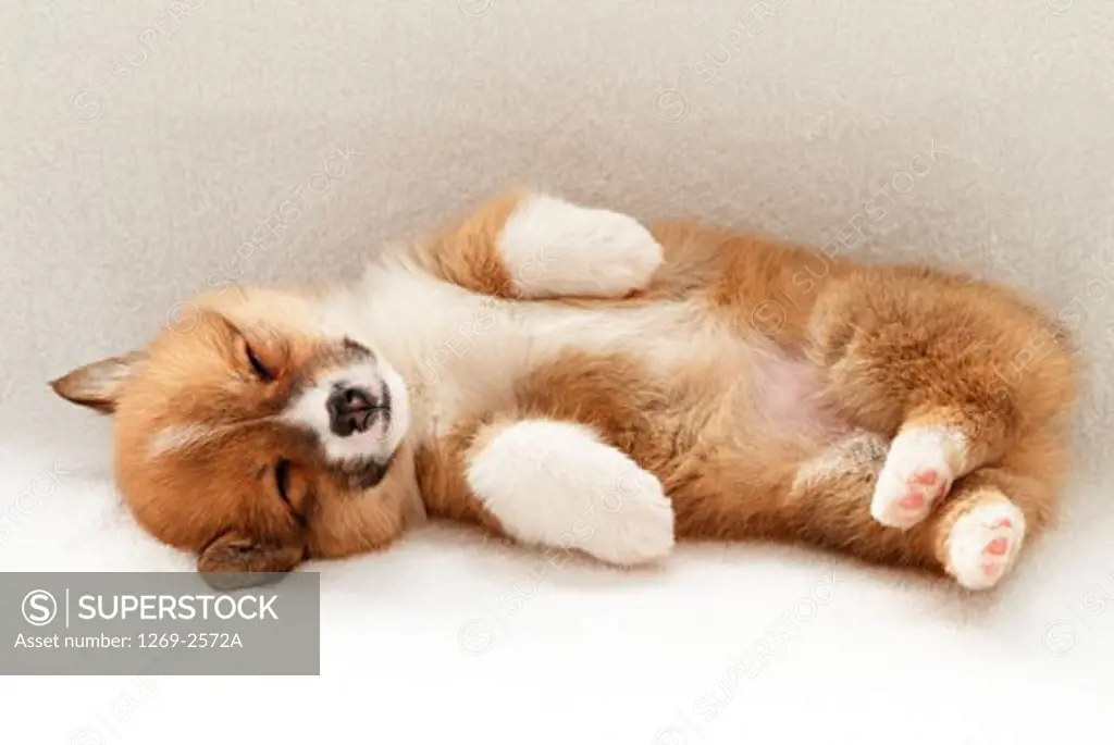 Close-up of a Pembroke Welsh Corgi puppy sleeping on the floor