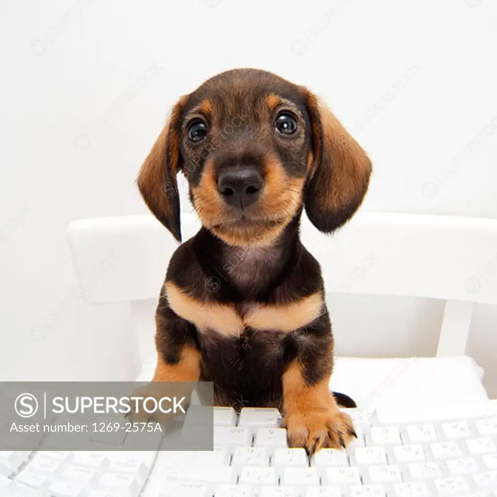 Close-up of a dachshund puppy sitting at a computer keyboard