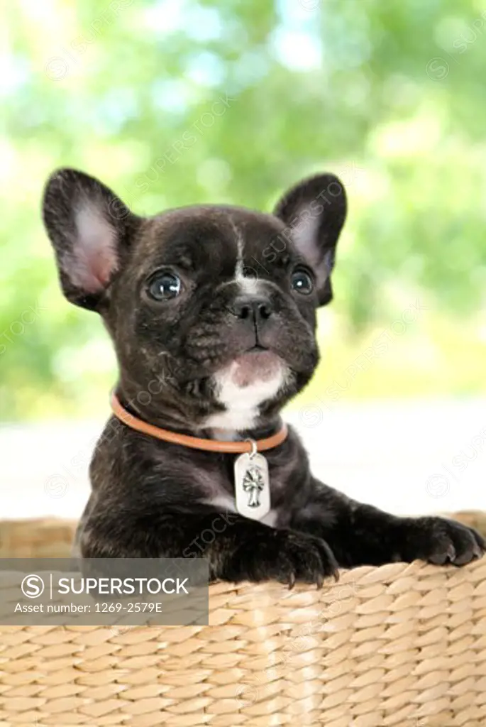 Close-up of a French bulldog puppy