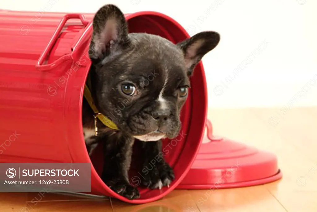 Close-up of a French bulldog puppy in a bucket