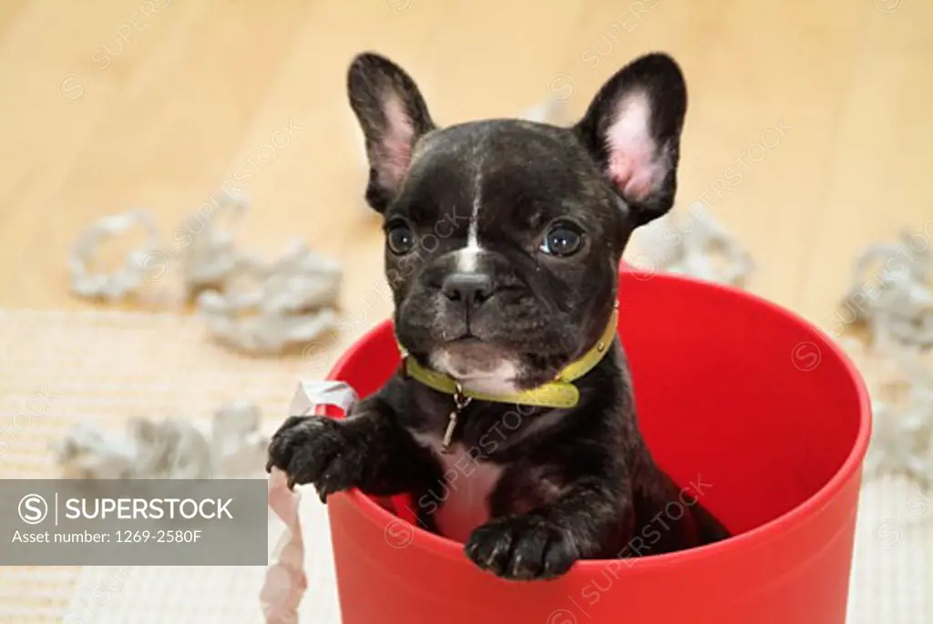 Close-up of a French bulldog puppy in a bucket