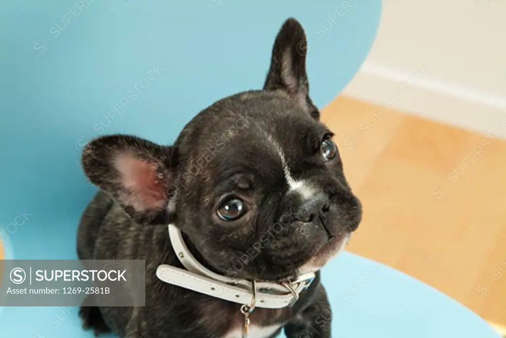 Close-up of a French bulldog puppy sitting on a chair