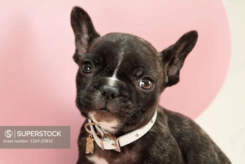 Close-up of a French bulldog puppy