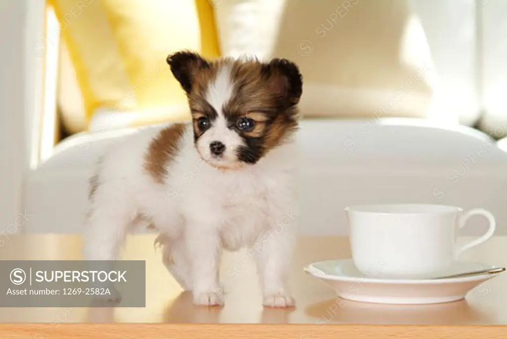 Papillon puppy standing near a cup and a saucer on a table