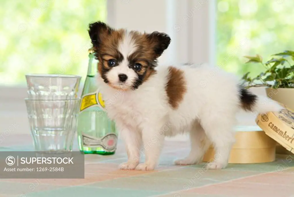 Papillon puppy standing near a bottle and glasses