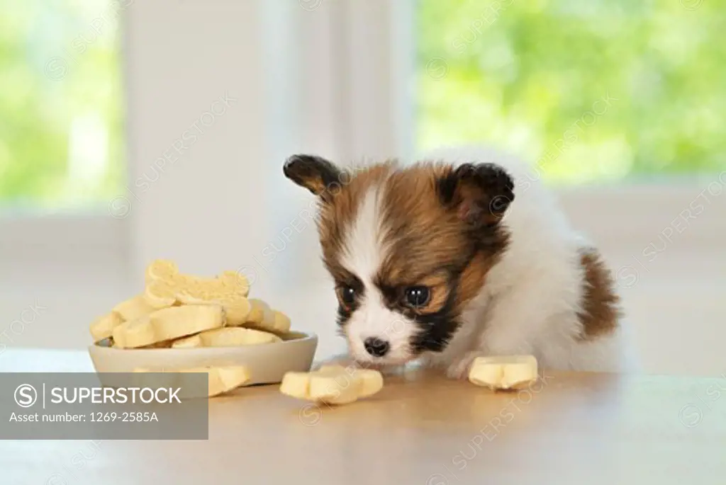 Papillon puppy eating dog food