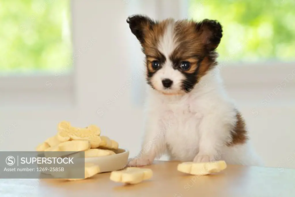 Papillon puppy looking at dog biscuits