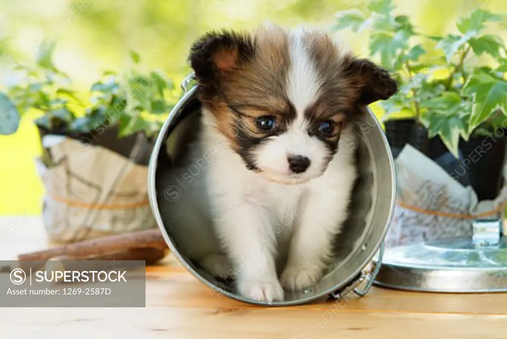 Papillon puppy in a bucket