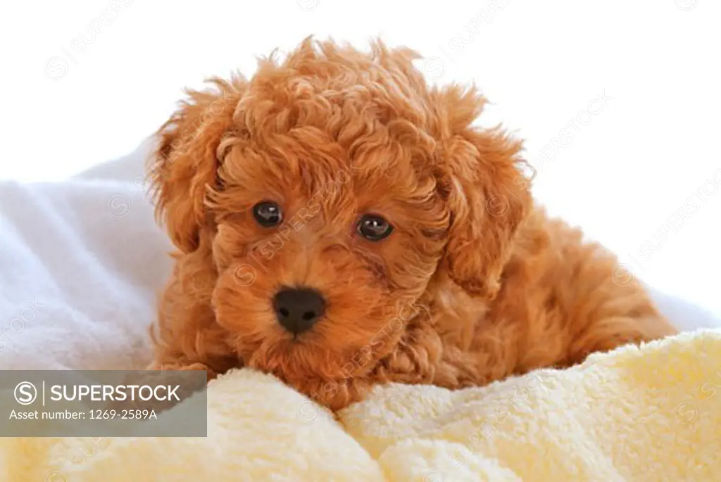 Close-up of a Toy poodle puppy