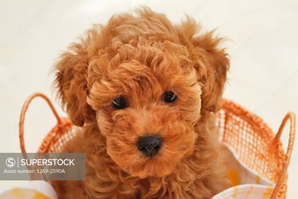 Close-up of a Toy poodle puppy in a basket