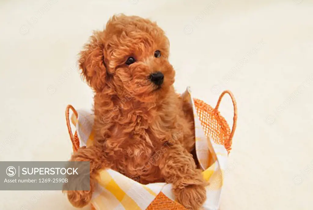 Toy Poodle puppy in a basket