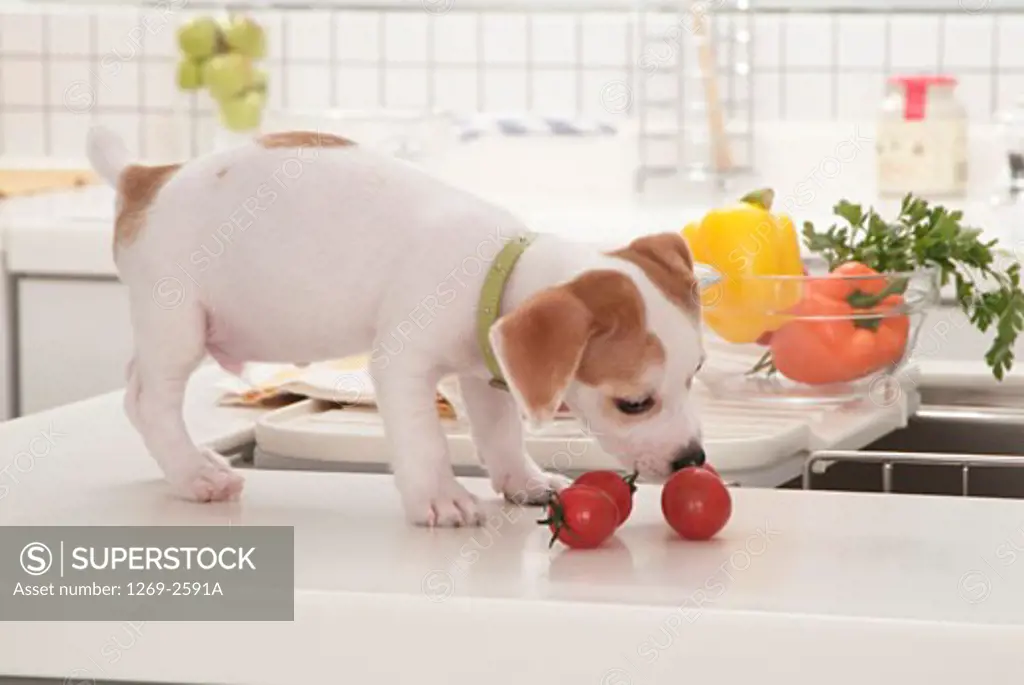 Jack Russell Terrier puppy smelling tomatoes