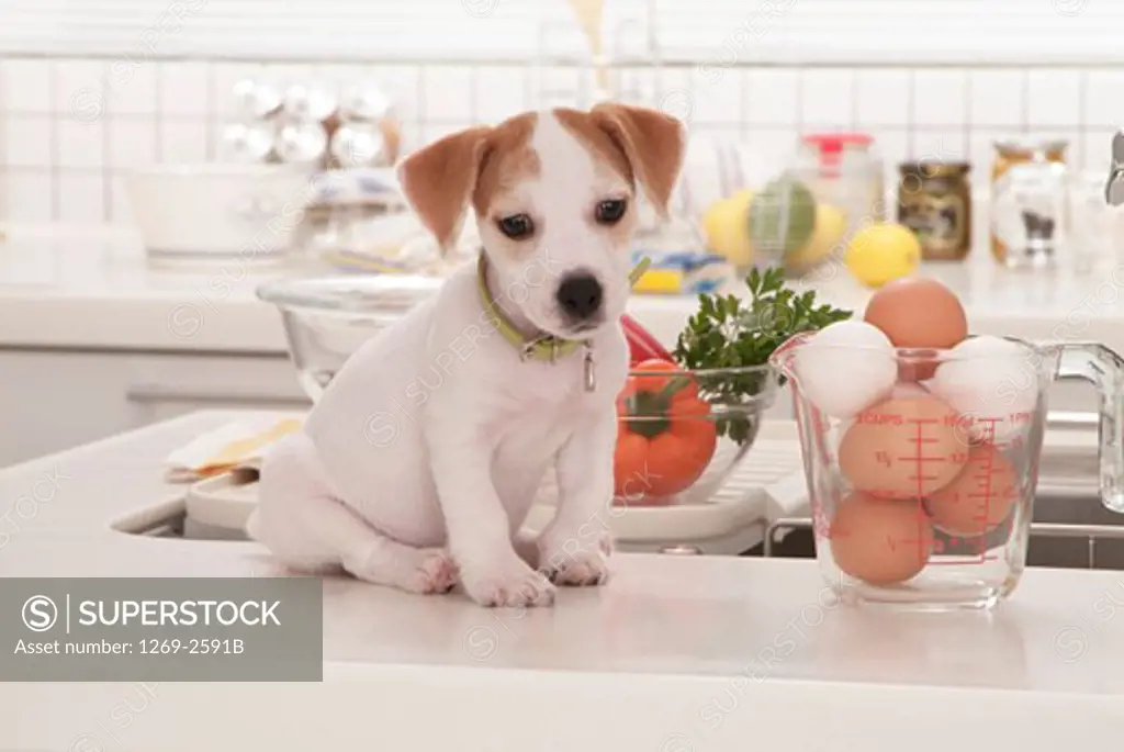 Jack Russell Terrier puppy sitting at a kitchen counter