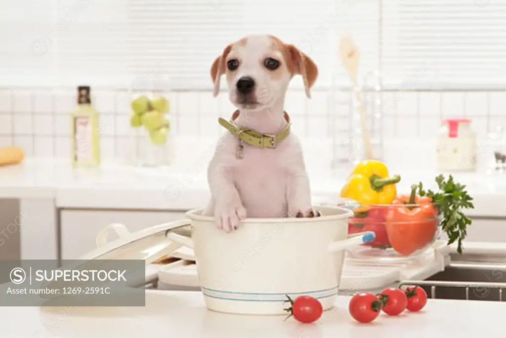 Jack Russell Terrier puppy sitting in a bucket at a kitchen counter