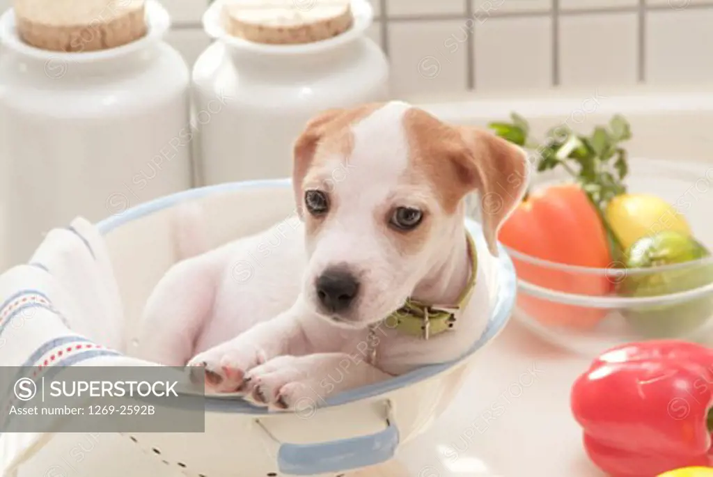 Jack Russell Terrier puppy sitting in a bucket