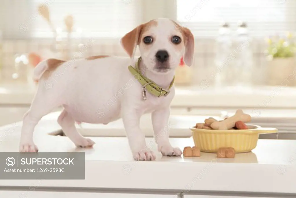 Jack Russell Terrier puppy with its food