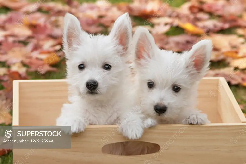 Close-up of two West Highland White Terrier puppies in a wooden box