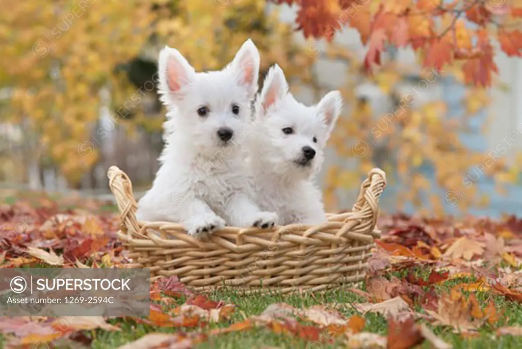 Two West Highland White Terrier puppies in a wicker basket