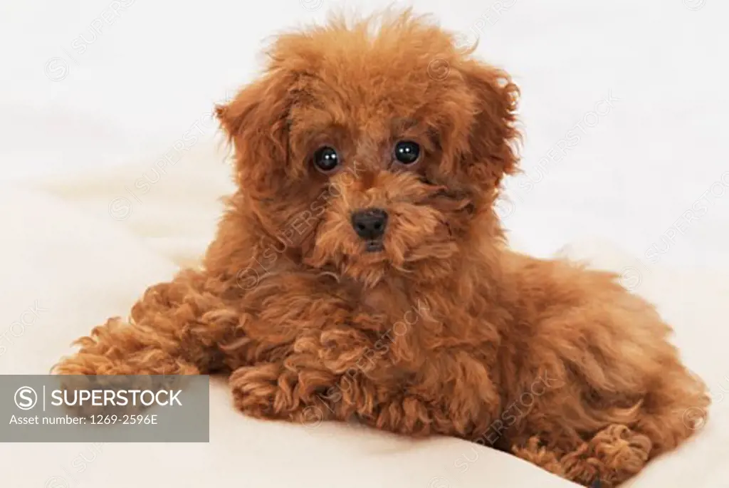 Close-up of a Toy poodle puppy sitting on steps