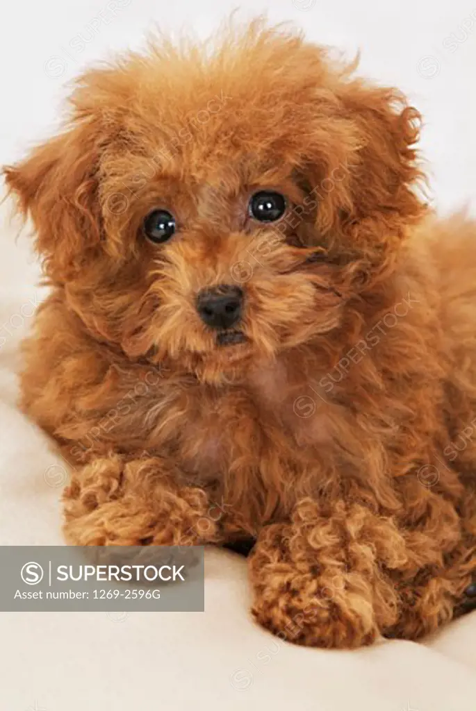 Close-up of a Toy poodle puppy sitting on the floor