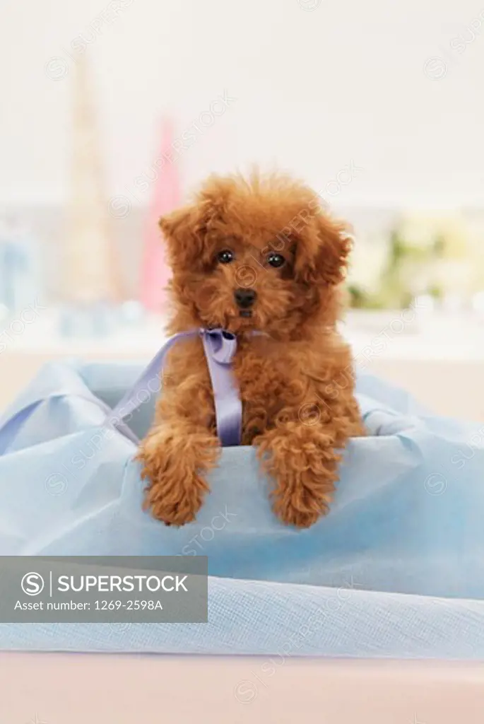 Toy Poodle puppy in a box