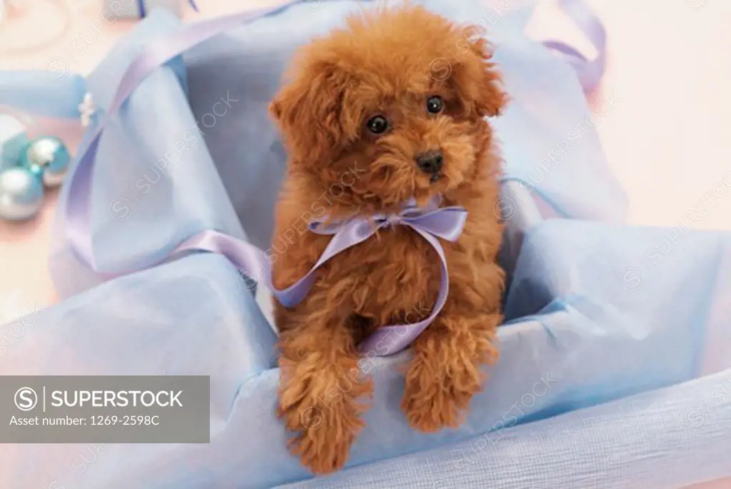 High angle view of a Toy poodle puppy in a box