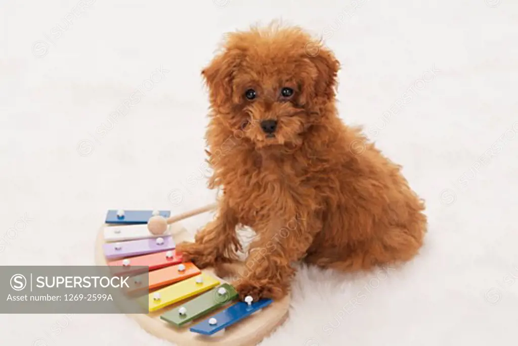 High angle view of a Toy poodle puppy sitting near a xylophone
