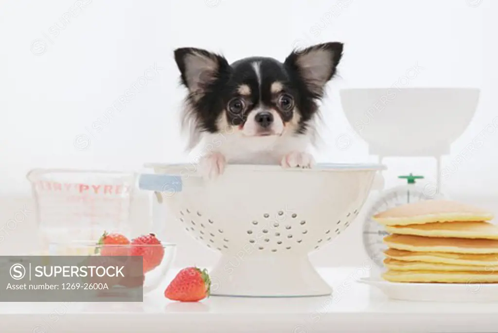 Chihuahua puppy in a colander