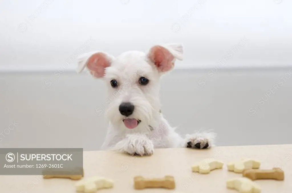 Close-up of a Miniature Schnauzer puppy with dog biscuits