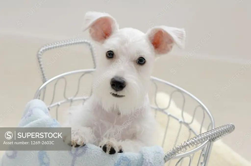 Miniature Schnauzer puppy in a basket