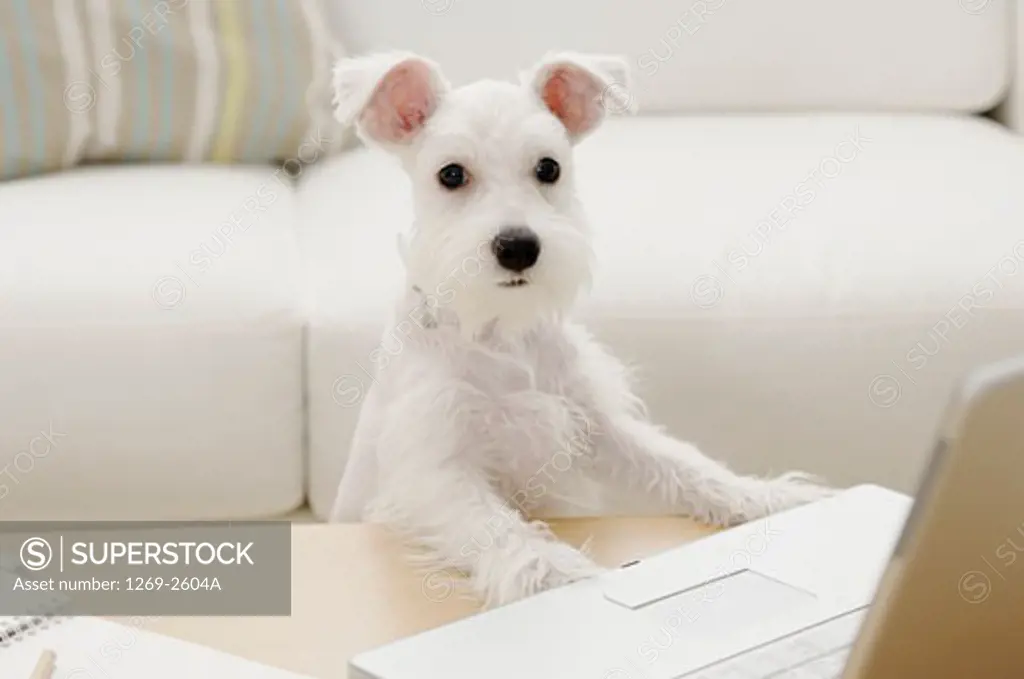 Miniature Schnauzer puppy in front of a laptop