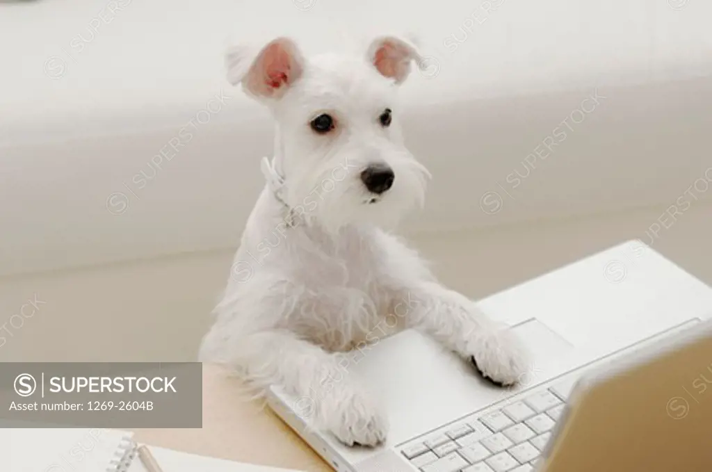 Miniature Schnauzer puppy leaning on a laptop
