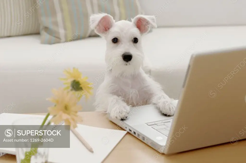 Miniature Schnauzer puppy leaning on a laptop