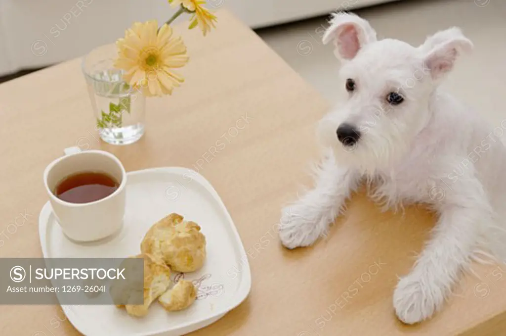 Miniature Schnauzer puppy leaning on a table