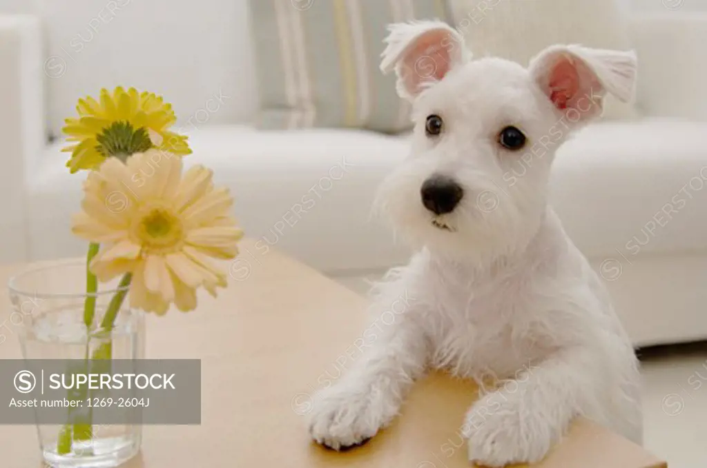 Close-up of a Miniature Schnauzer puppy leaning on a table