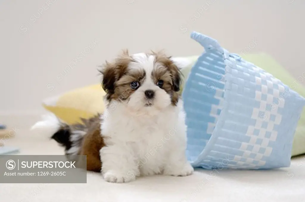 Shih Tzu puppy sitting near a basket