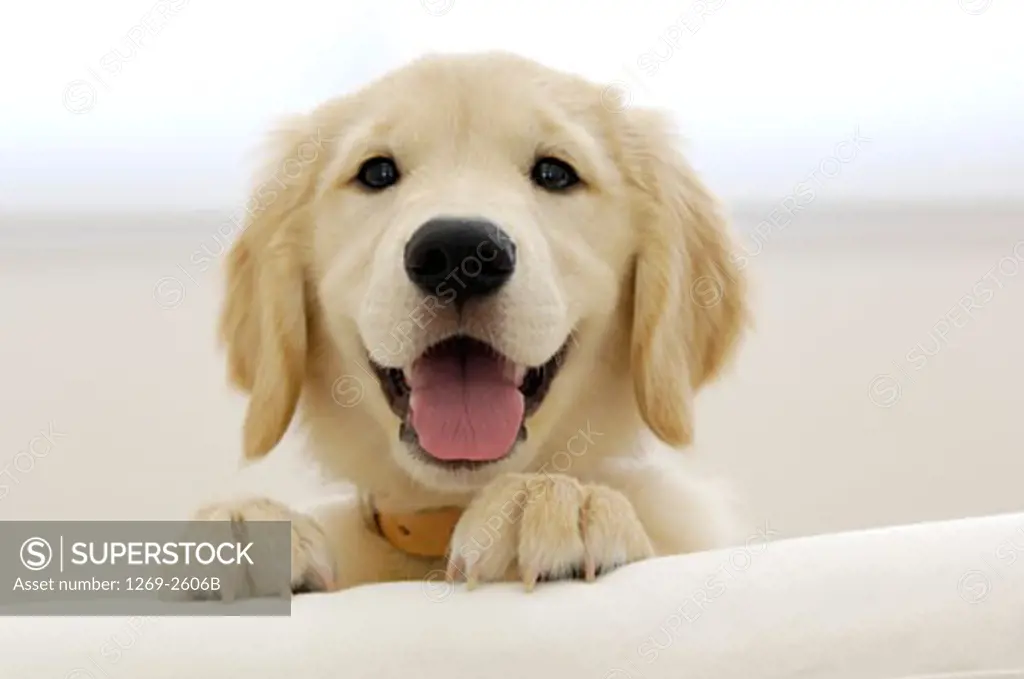 Close-up of a Golden Retriever puppy sticking its tongue out