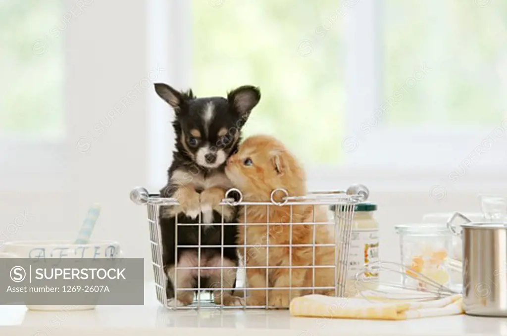Chihuahua puppy and a kitten nuzzling in a dish rack