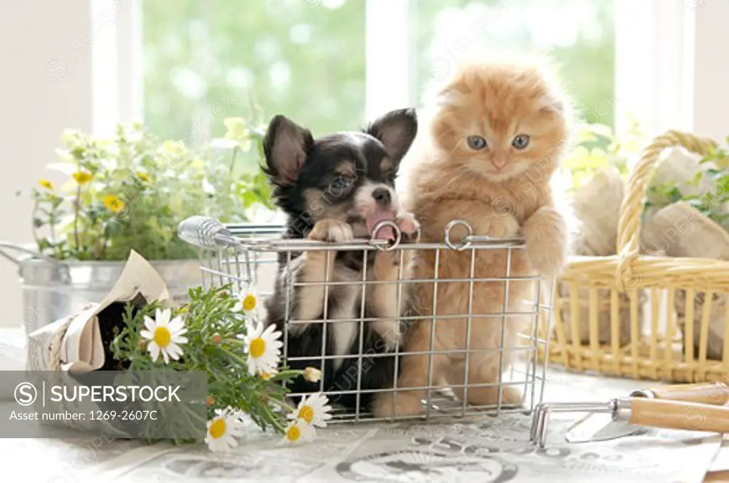 Chihuahua puppy with a kitten in a dish rack