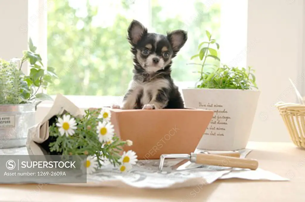 Chihuahua puppy in a flower pot