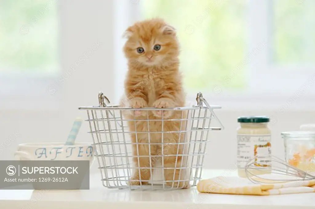 Scottish Fold kitten in a basket