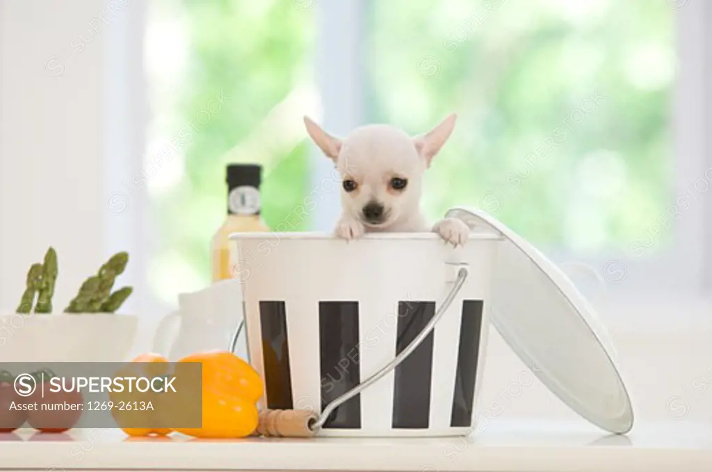 Chihuahua puppy in a bucket