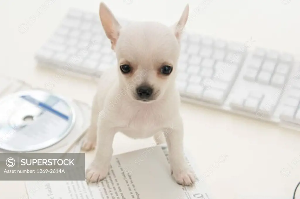 Chihuahua puppy on a table