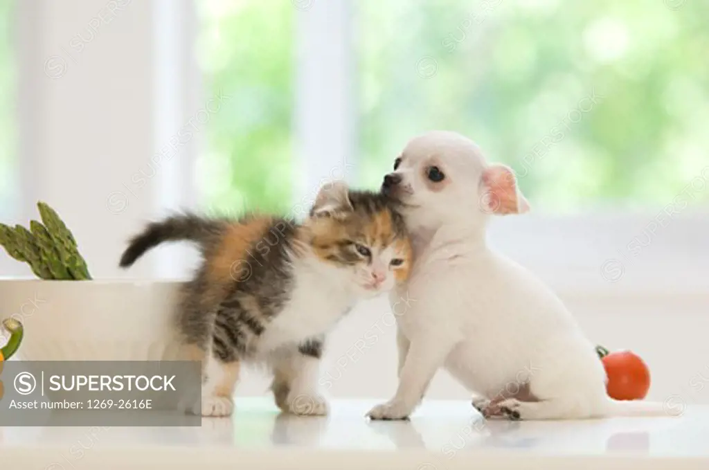 Chihuahua puppy with a kitten on a table
