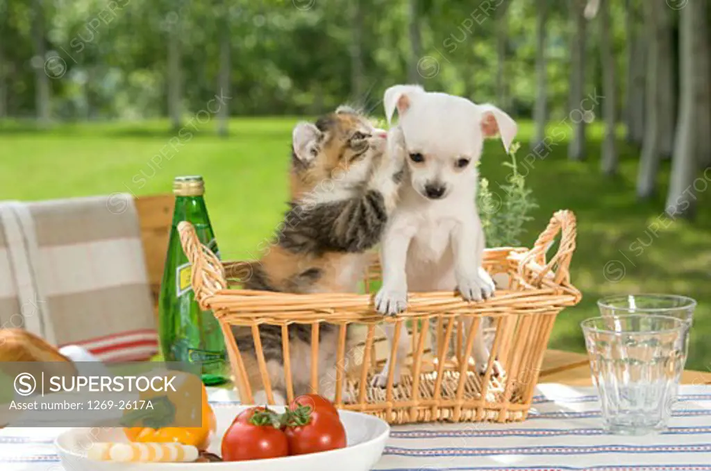 Chihuahua puppy with a kitten in a wicker basket