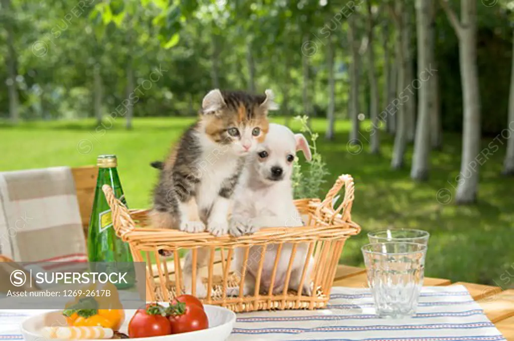 Chihuahua puppy with a kitten in a wicker basket