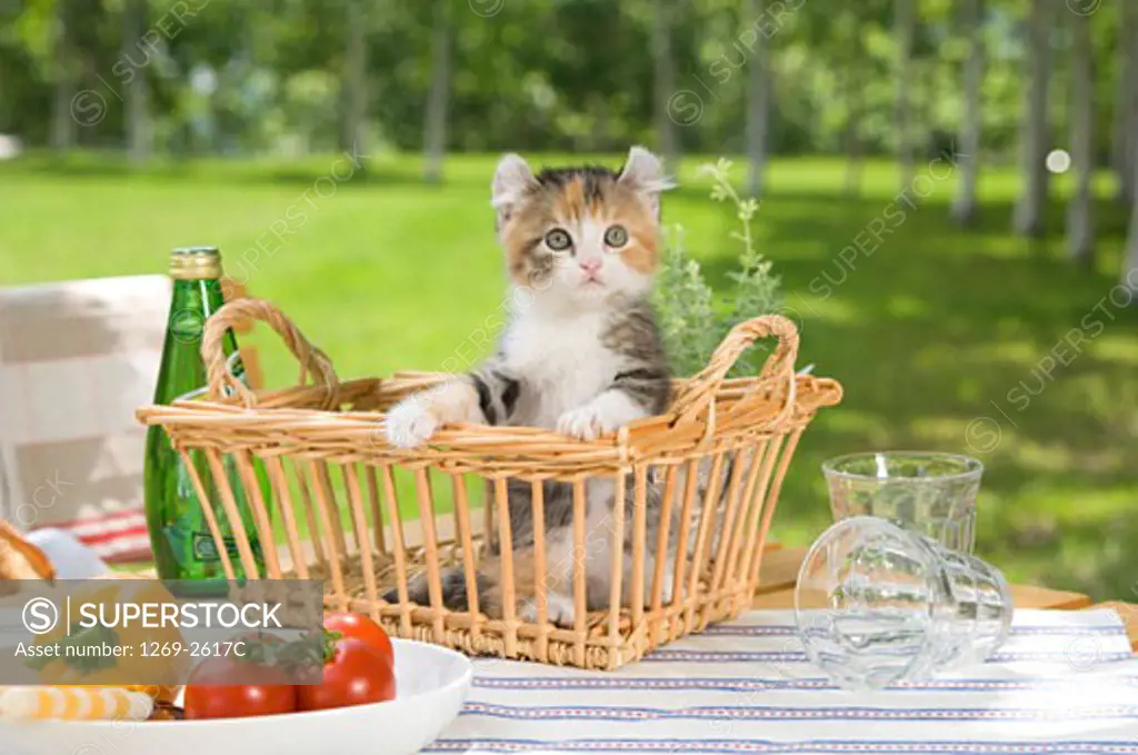 American Curl kitten in a wicker basket