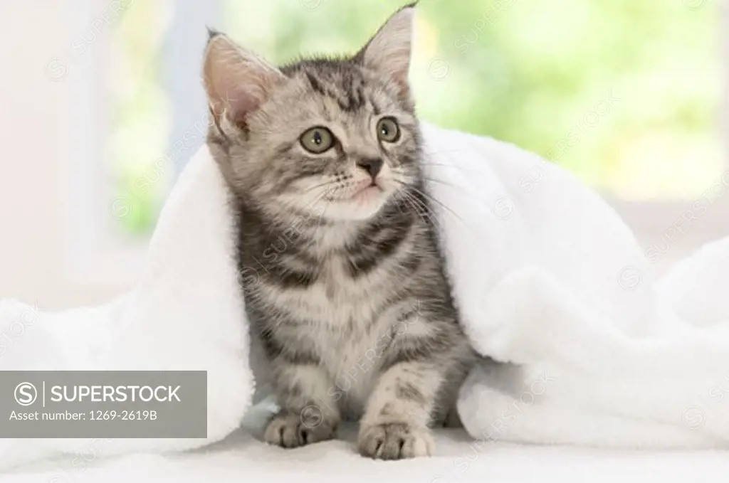 American Shorthair kitten under a blanket